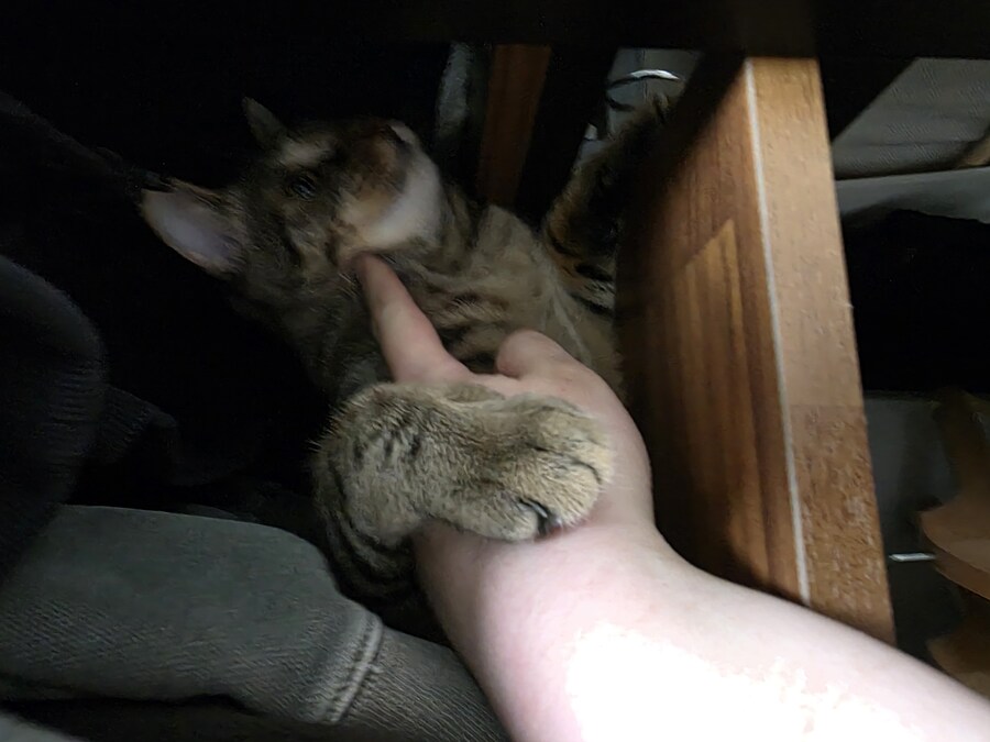 우리 집 고양이 자랑하고 싶어서..._8.jpg