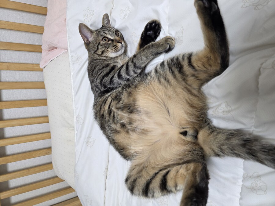 우리 집 고양이 자랑하고 싶어서..._11.jpg