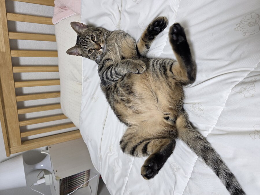 우리 집 고양이 자랑하고 싶어서..._12.jpg