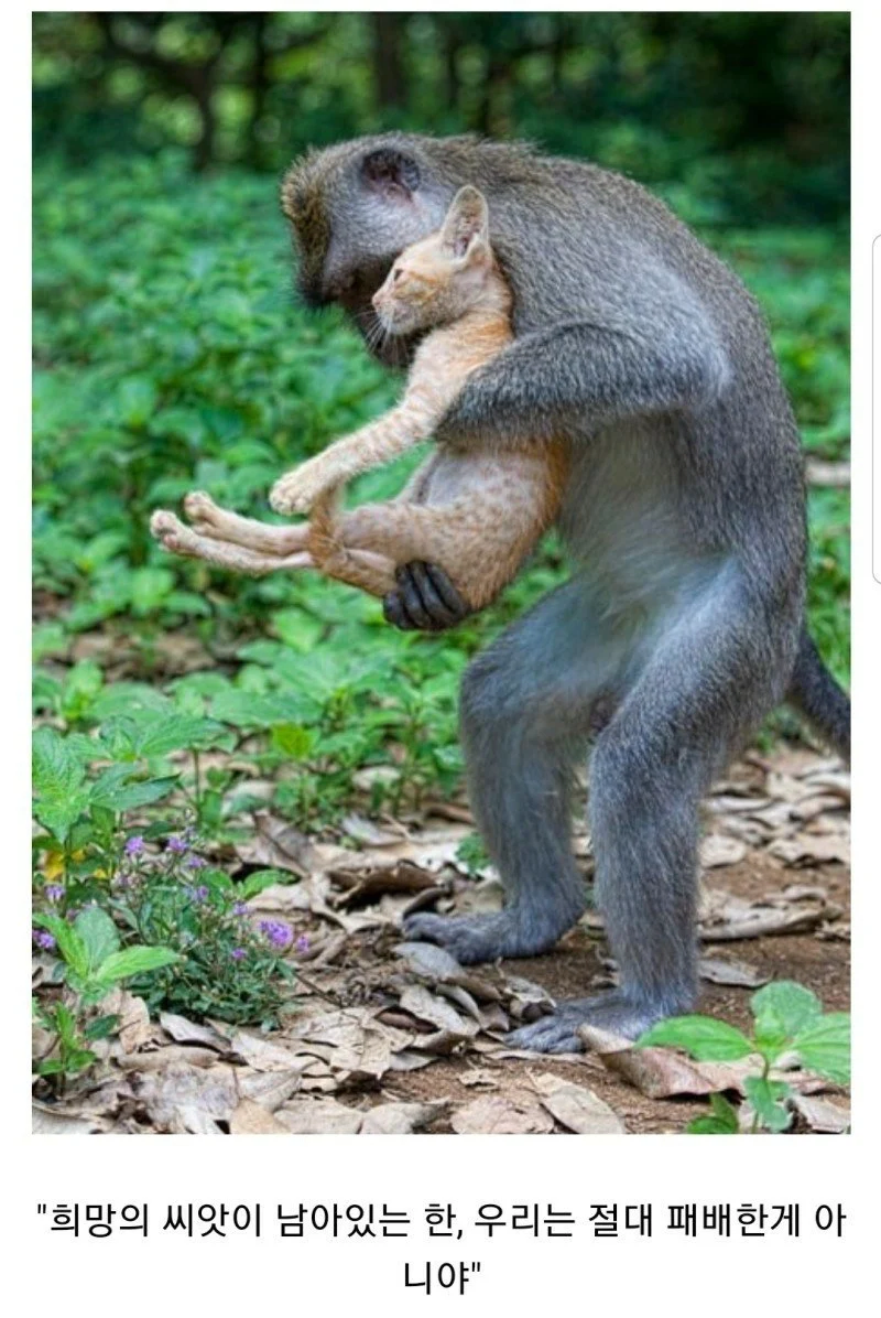 원숭이 아저씨의 대모험_73.webp