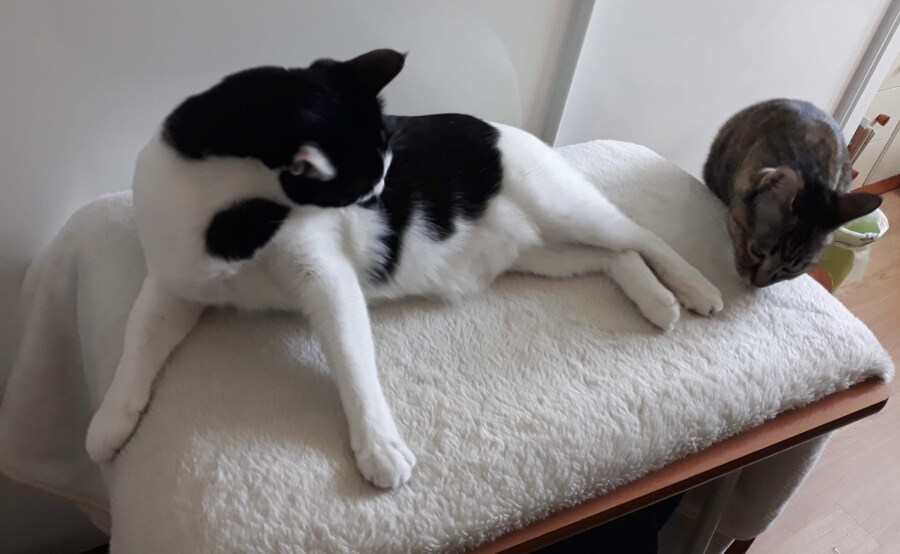 우리집 고양이 잘때 건드리면 ㅈ되는이유_1.jpg