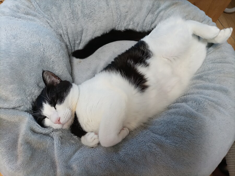 우리집 고양이 잘때 건드리면 ㅈ되는이유_8.jpg