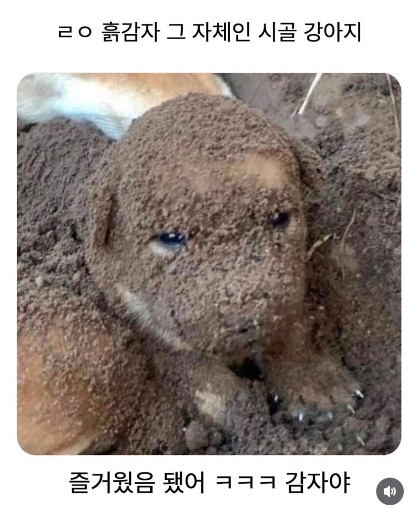 감자가 된 강아지.jpg_1.jpg