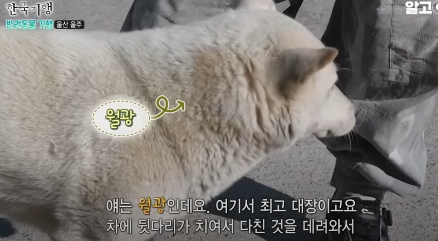 스님이 개이름을 럭셔리하게 짓는 이유.eu_2.jpg