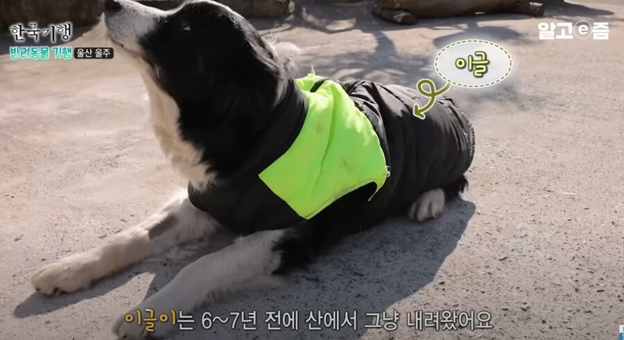 스님이 개이름을 럭셔리하게 짓는 이유.eu_5.jpg