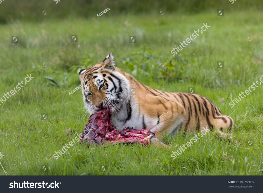 생태계복원] 떡밥에서 복원의"ㅂ"조차 안나오는 한반도 토종 동물_1.jpg