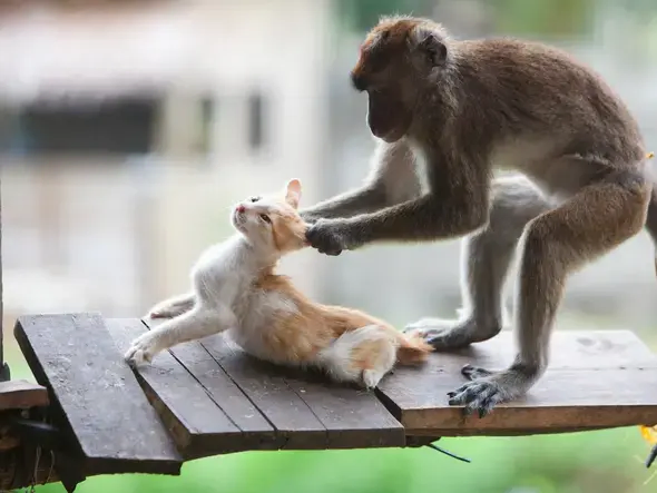 "싫엇...! 원숭이 아저씨...! 어째서...!!!"_1.webp