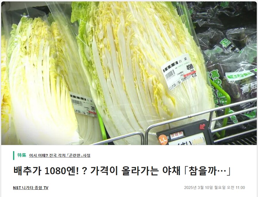 일본의 배추가 지금 얼마나 문제냐면_3.png