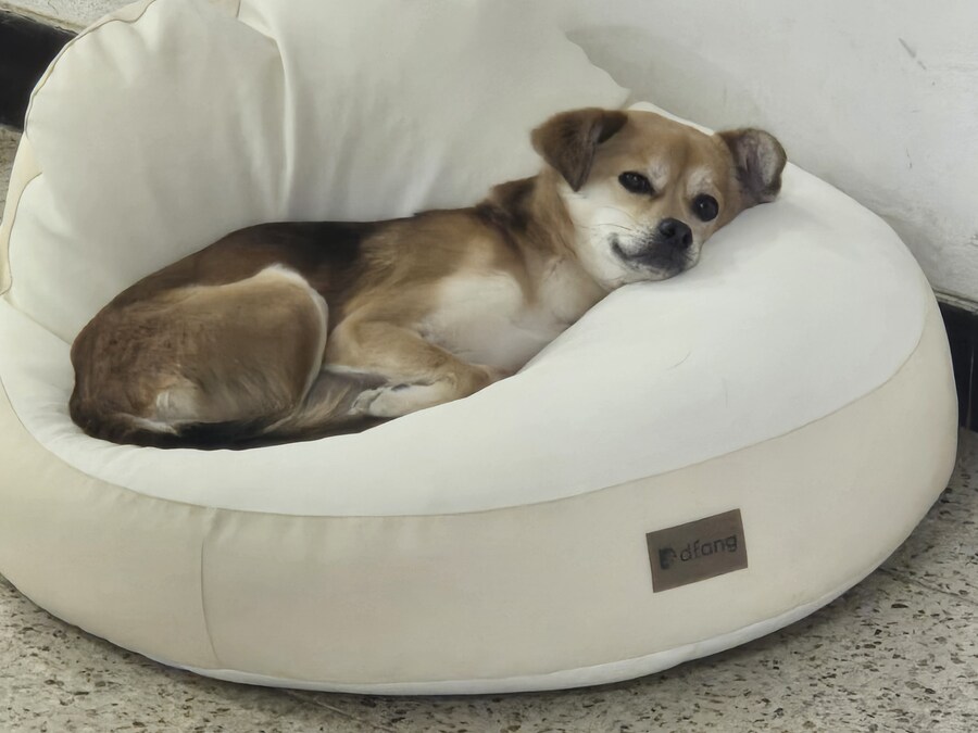 개 쿠션 사주길 잘한 듯_1.jpg