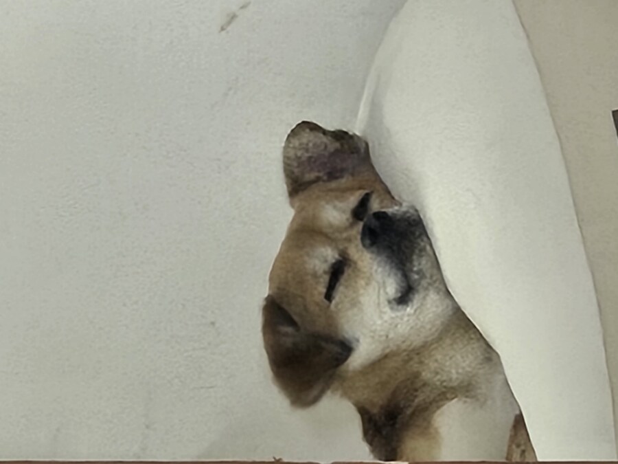 개 쿠션 사주길 잘한 듯_2.jpg