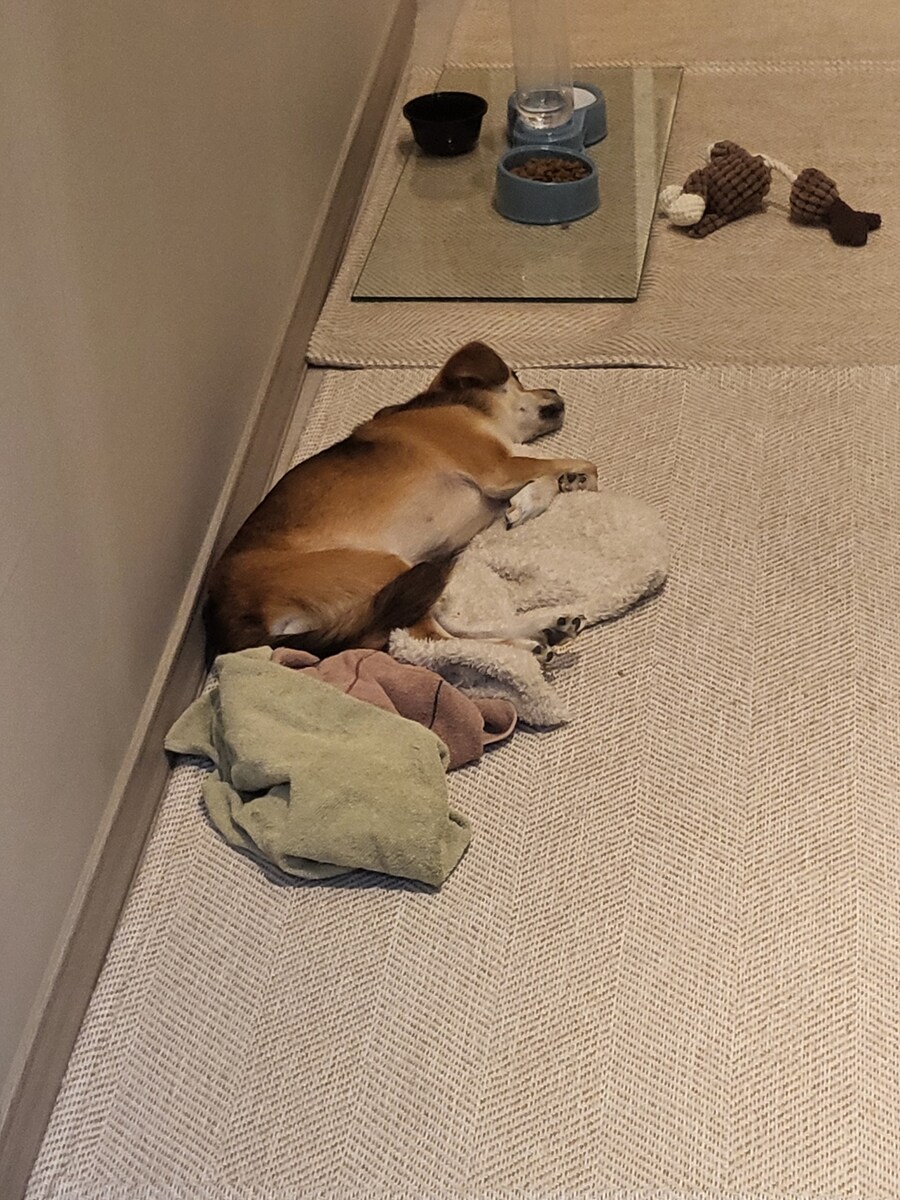 개 쿠션 사주길 잘한 듯_6.jpg