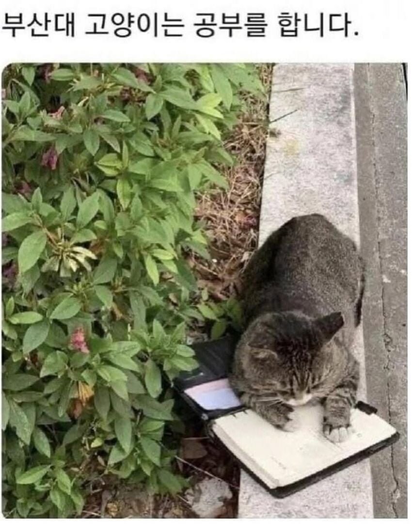 대학교별 고양이 자랑 대회.jpg_3.jpg