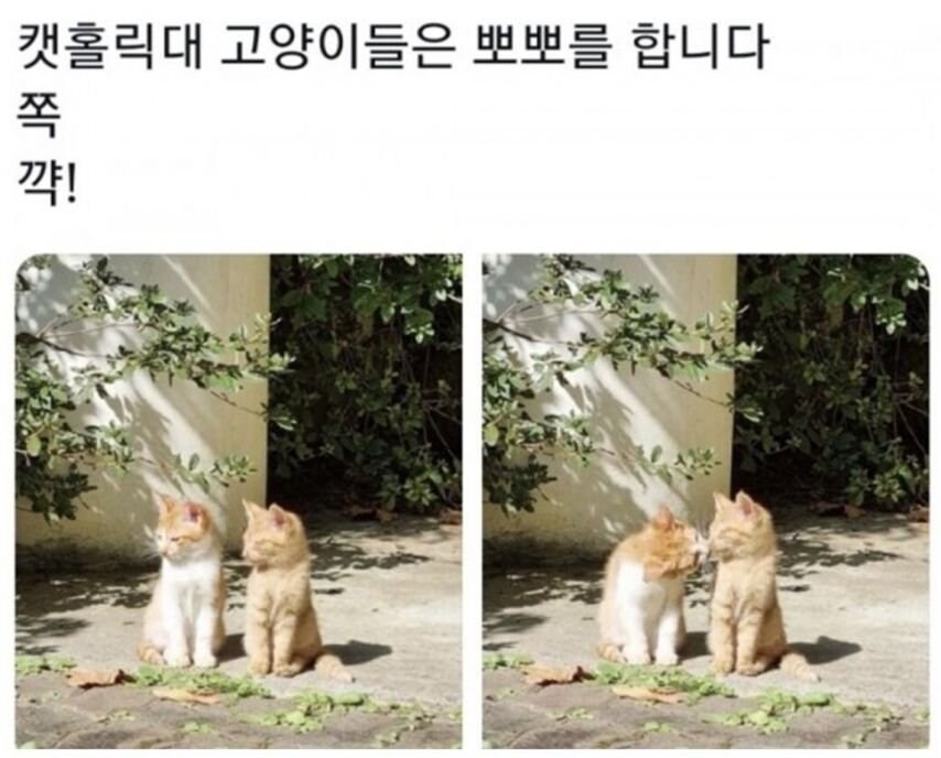 대학교별 고양이 자랑 대회.jpg_5.jpg