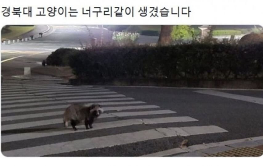 대학교별 고양이 자랑 대회.jpg_7.jpg