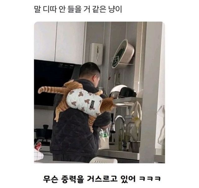 말 안 들을 거 같은 고양이_1.png