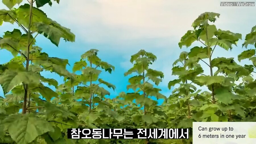 대나무 싸닥션 치는 속도로 크는 참오동나무_5.jpg