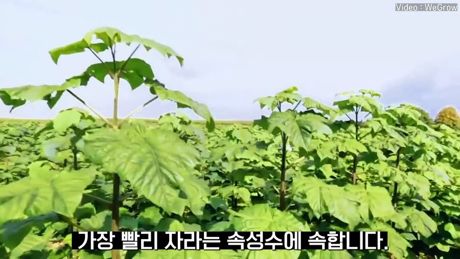 대나무 싸닥션 치는 속도로 크는 참오동나무_6.jpg