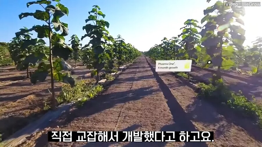 대나무 싸닥션 치는 속도로 크는 참오동나무_13.jpg