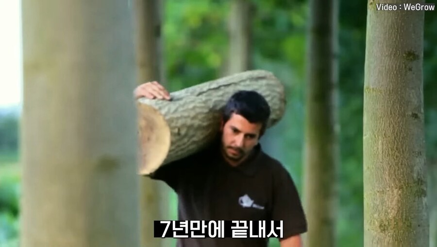 대나무 싸닥션 치는 속도로 크는 참오동나무_15.jpg