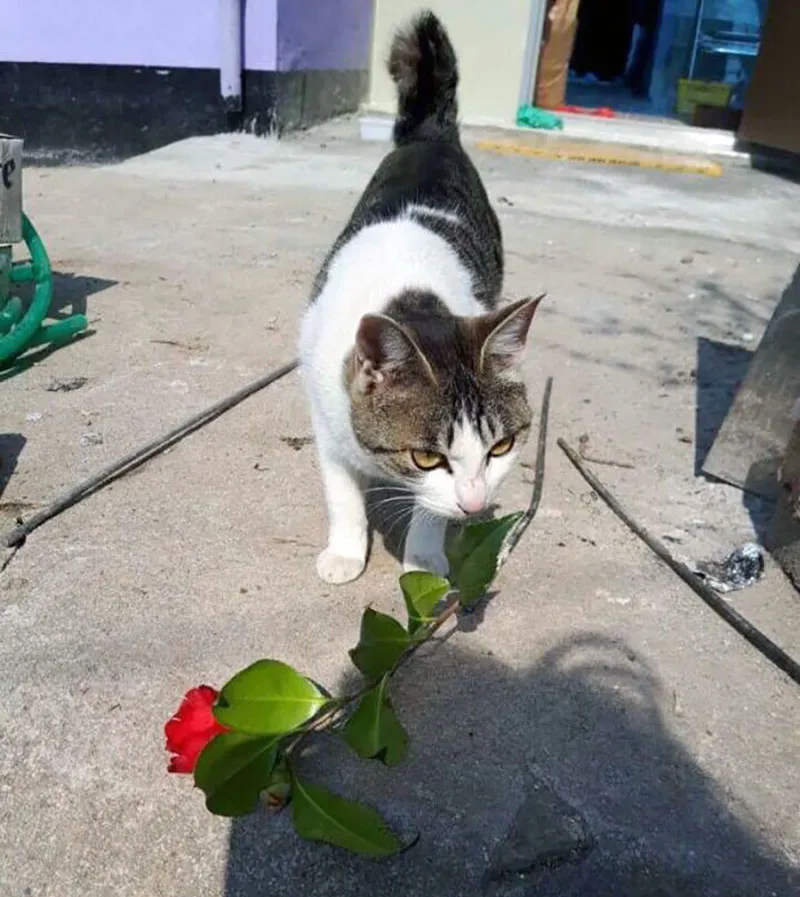 동백꽃을 물고 온 고양이