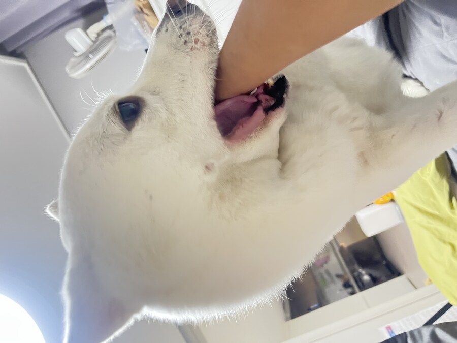 만우절 기념고양이 인증한다_1.jpg