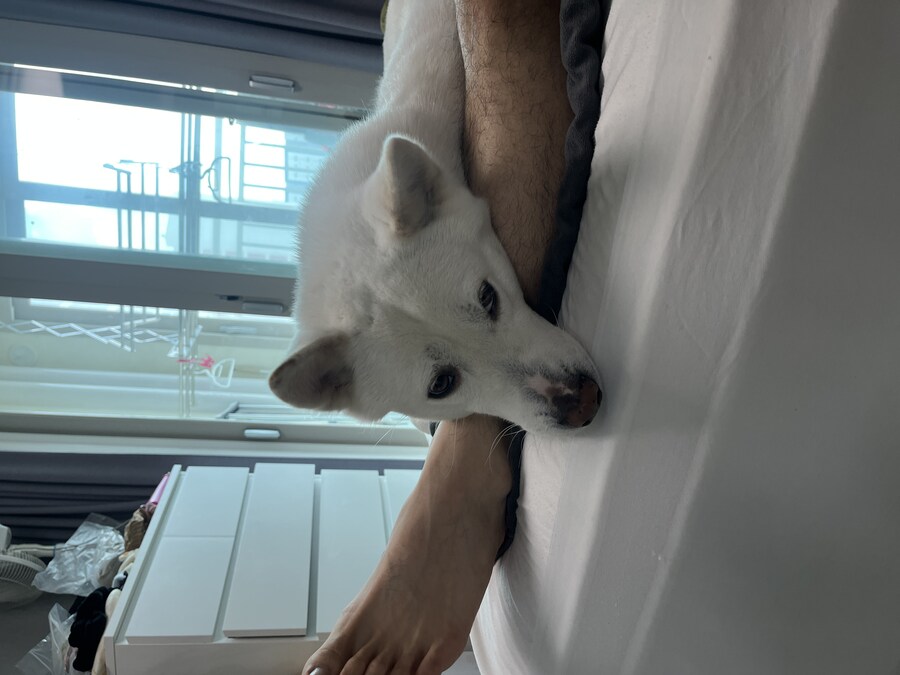 만우절 기념고양이 인증한다_6.jpg