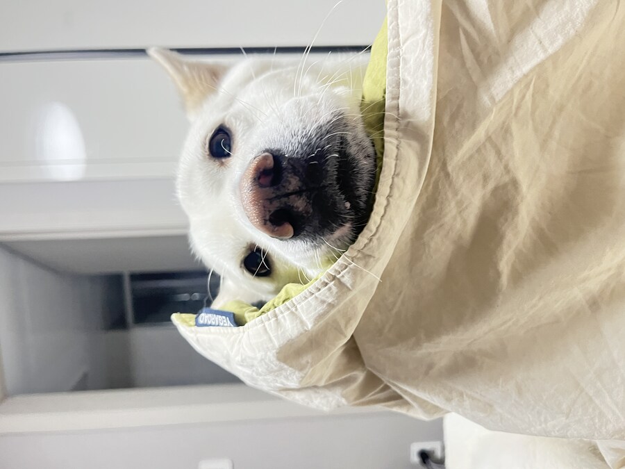 만우절 기념고양이 인증한다_8.jpg