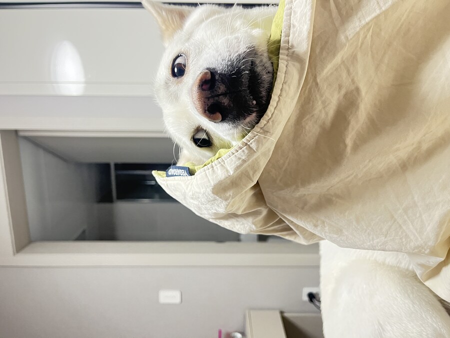 만우절 기념고양이 인증한다_9.jpg