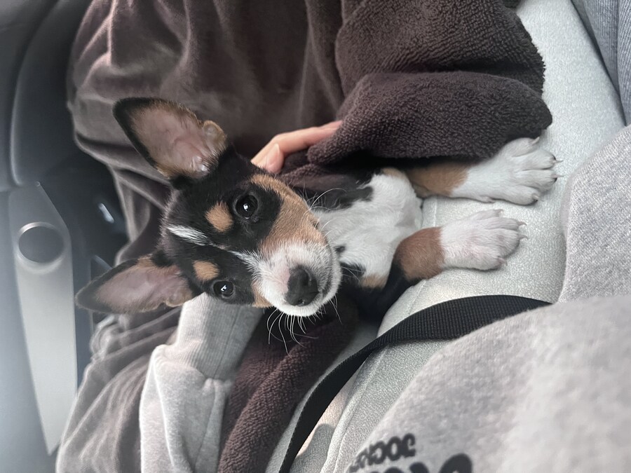 웃상 강아지(GPT 지브리 풍)_4.jpg