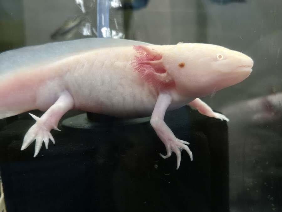 수조)부시 자리를 뺏은 럼프_1.jpg