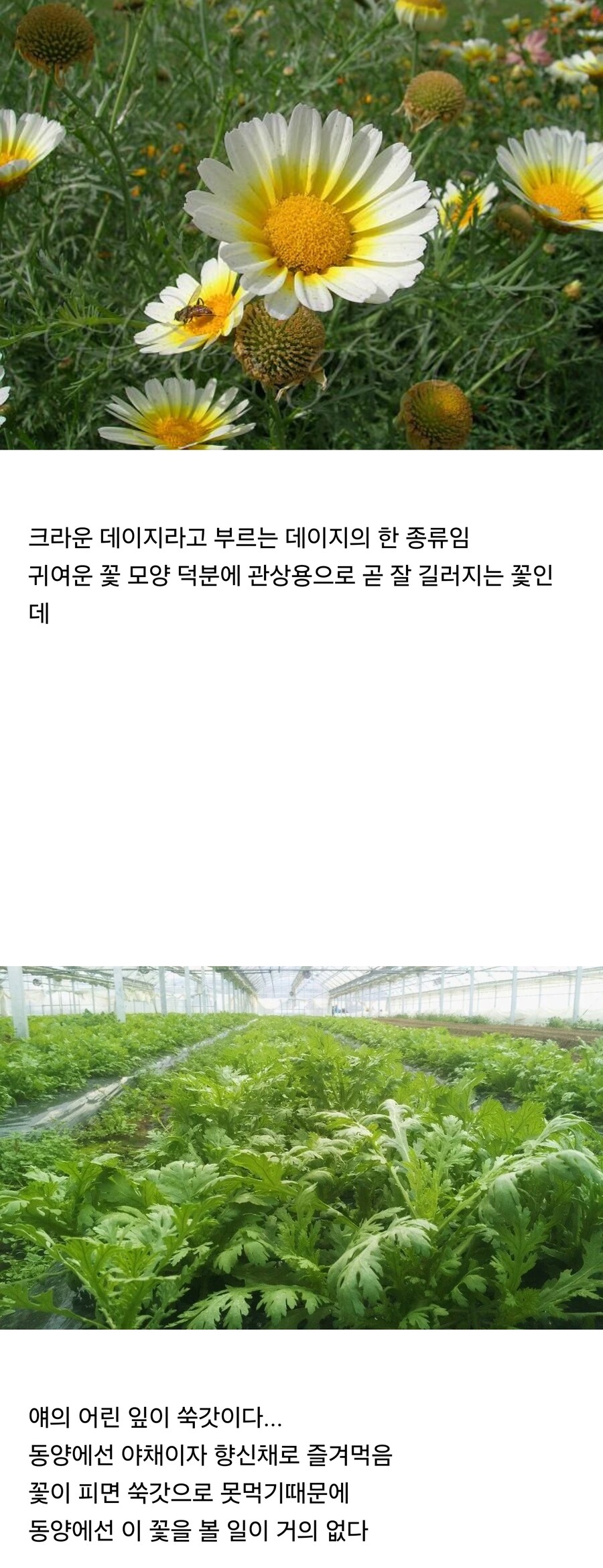 동양과 서양에서의 취급이 완벽하게 다른 꽃_1.jpg