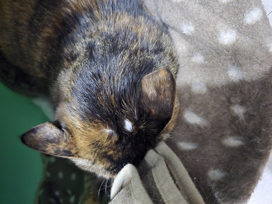 16세 할매 근황_2.jpg