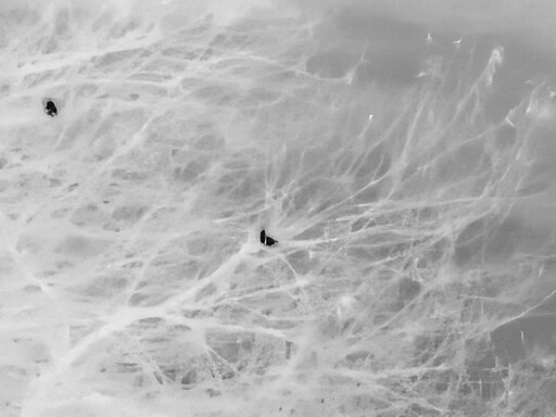 삼일절, 굴포천과 김포대수로 탐조_6.jpg