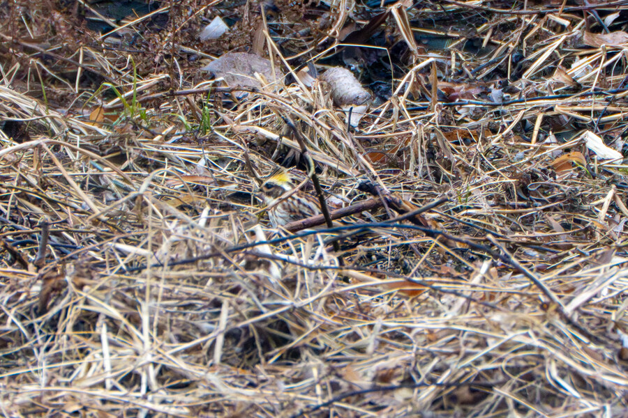 삼일절, 굴포천과 김포대수로 탐조_17.jpg