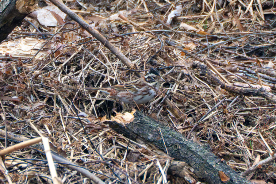 삼일절, 굴포천과 김포대수로 탐조_18.jpg