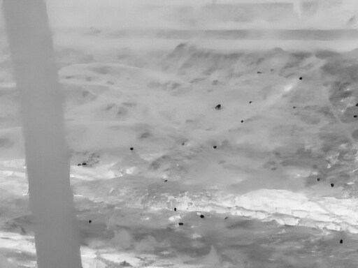 삼일절, 굴포천과 김포대수로 탐조_16.jpg