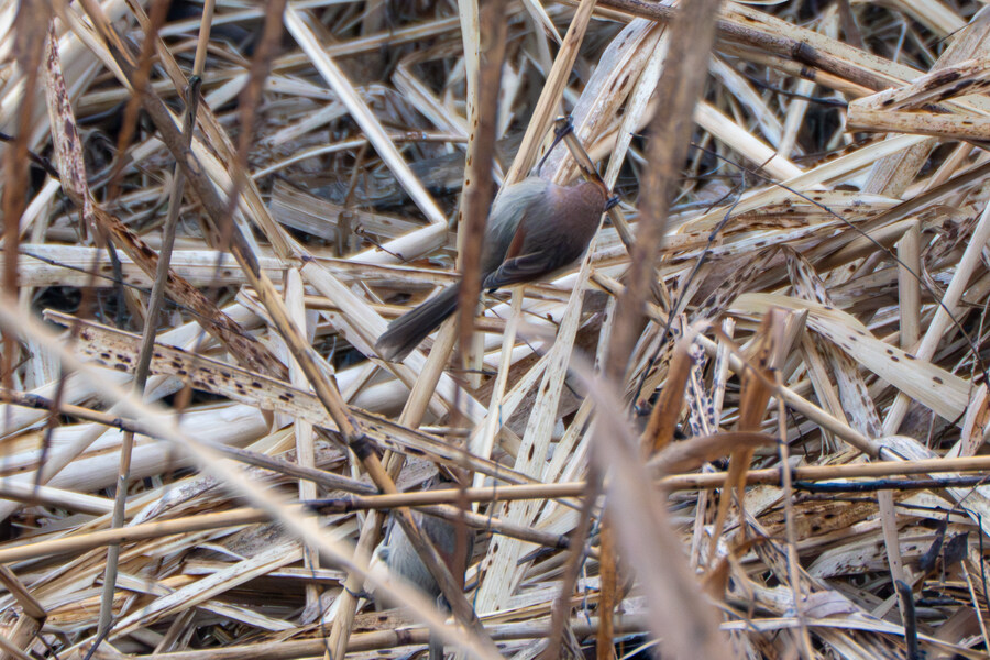 삼일절, 굴포천과 김포대수로 탐조_22.jpg