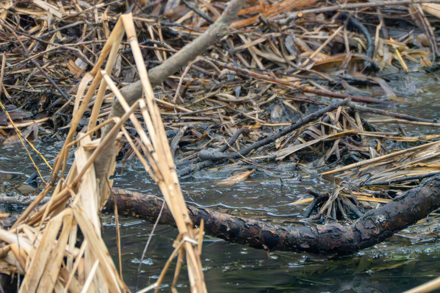 삼일절, 굴포천과 김포대수로 탐조_24.jpg