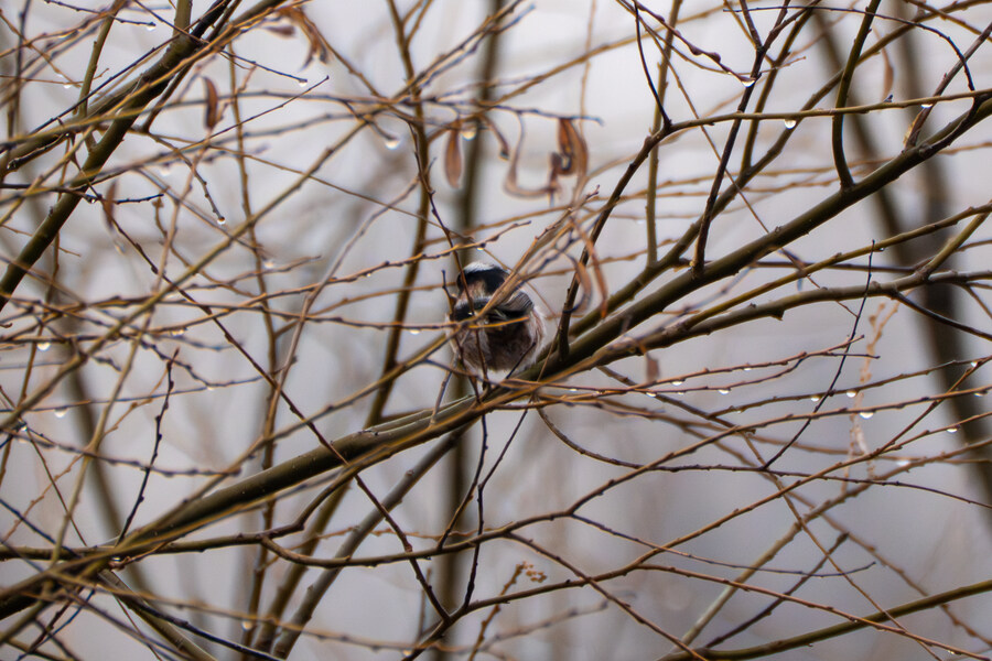 삼일절, 굴포천과 김포대수로 탐조_27.jpg