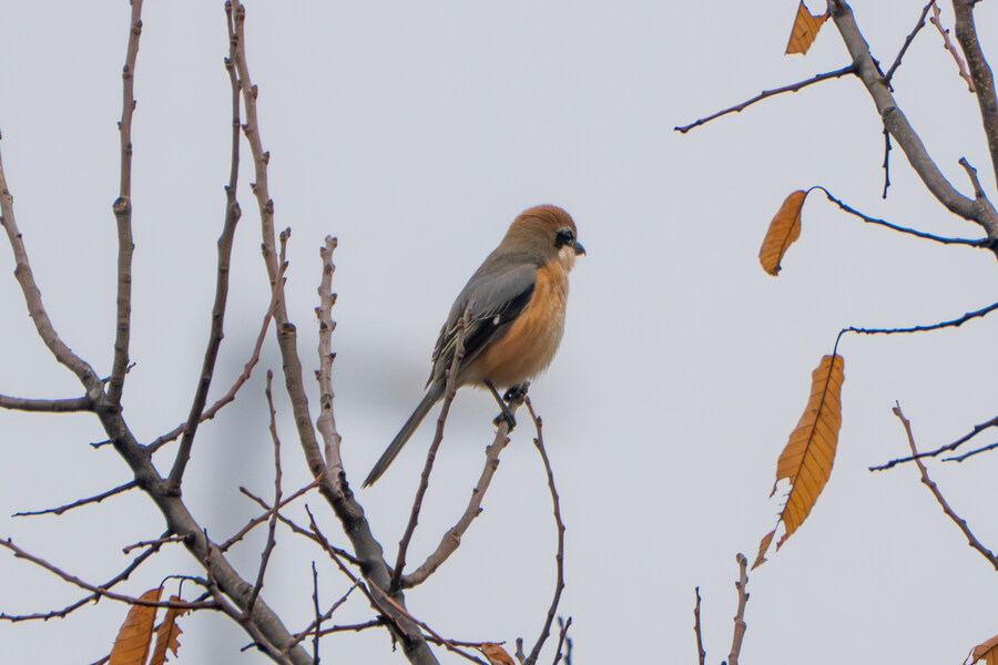 삼일절, 굴포천과 김포대수로 탐조_29.jpg