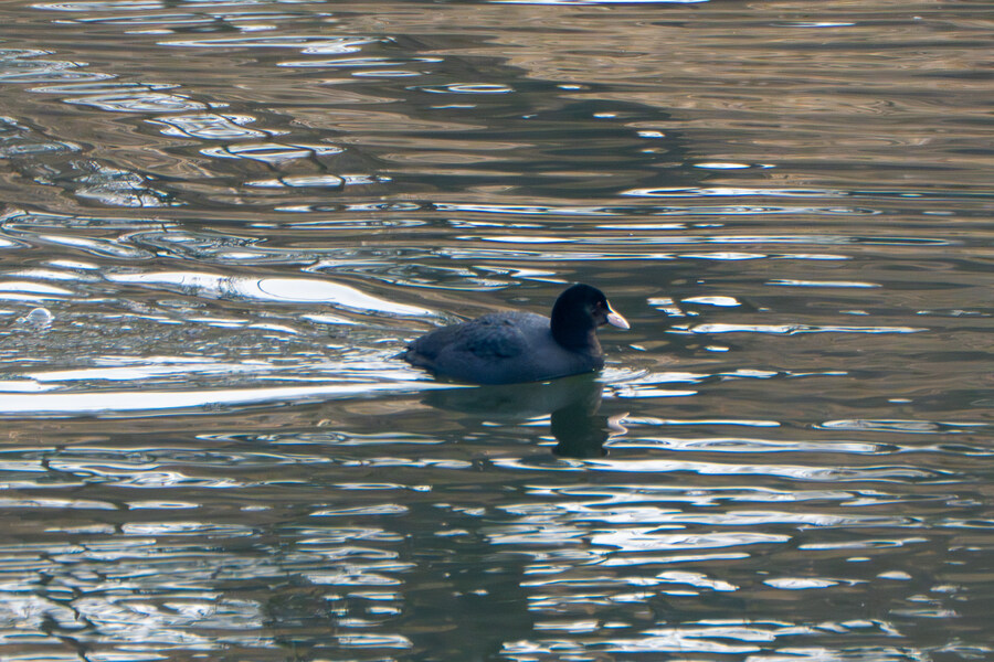 삼일절, 굴포천과 김포대수로 탐조_34.jpg