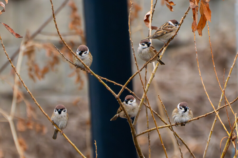 삼일절, 굴포천과 김포대수로 탐조_40.jpg