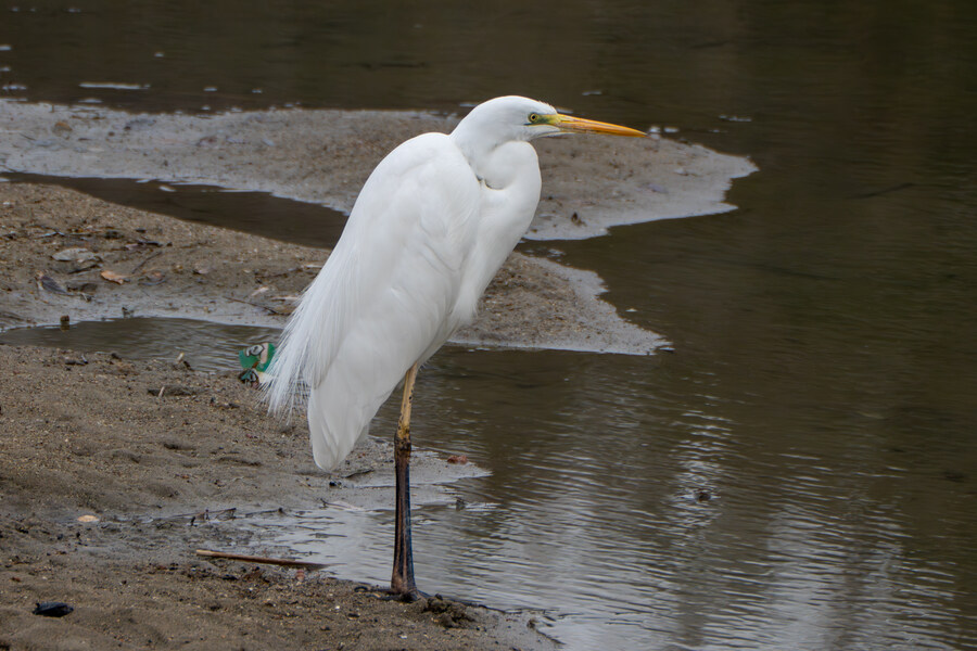 삼일절, 굴포천과 김포대수로 탐조_41.jpg