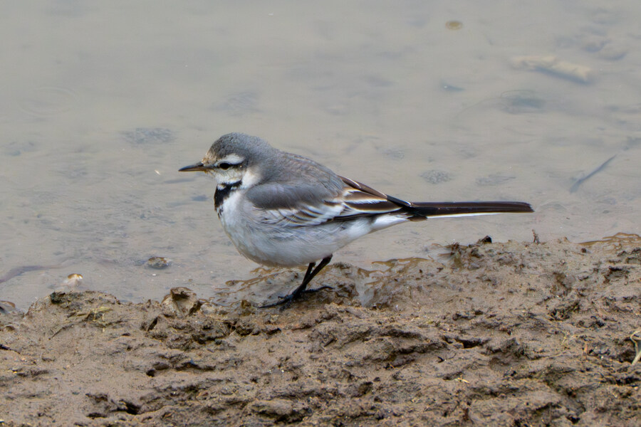삼일절, 굴포천과 김포대수로 탐조_47.jpg