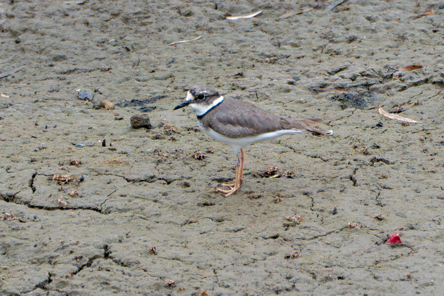 삼일절, 굴포천과 김포대수로 탐조_52.jpg