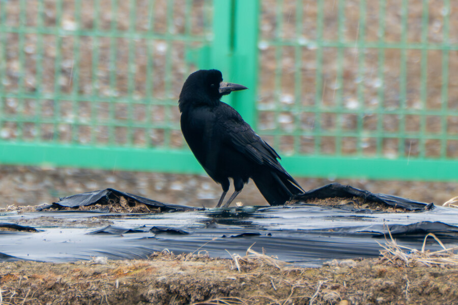 삼일절, 굴포천과 김포대수로 탐조_57.jpg