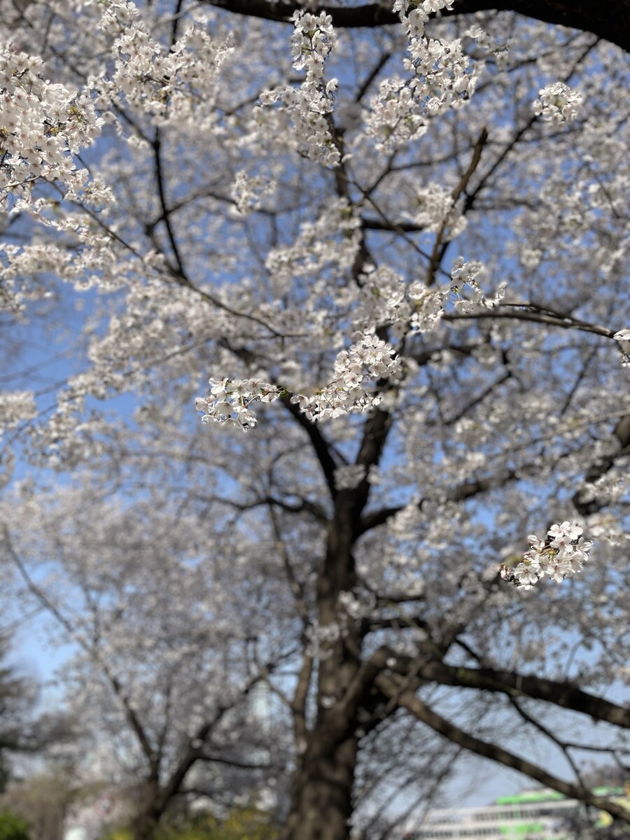 양재천 벚꽃구경_4.jpg