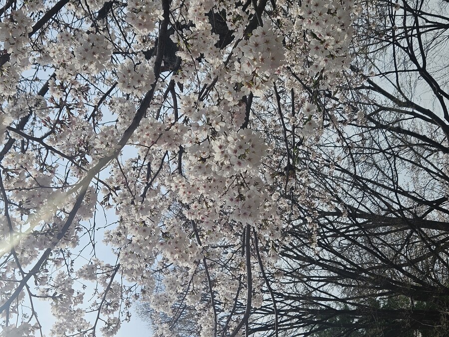 2025 서울 영등포 벗꽃 축제_5.jpg