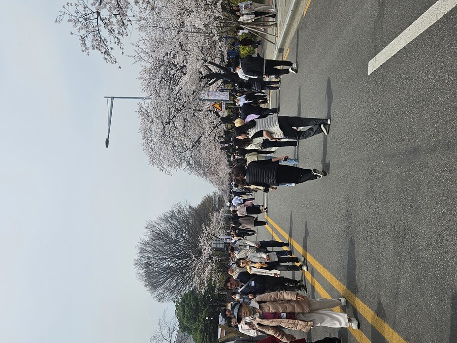 2025 서울 영등포 벗꽃 축제_4.jpg