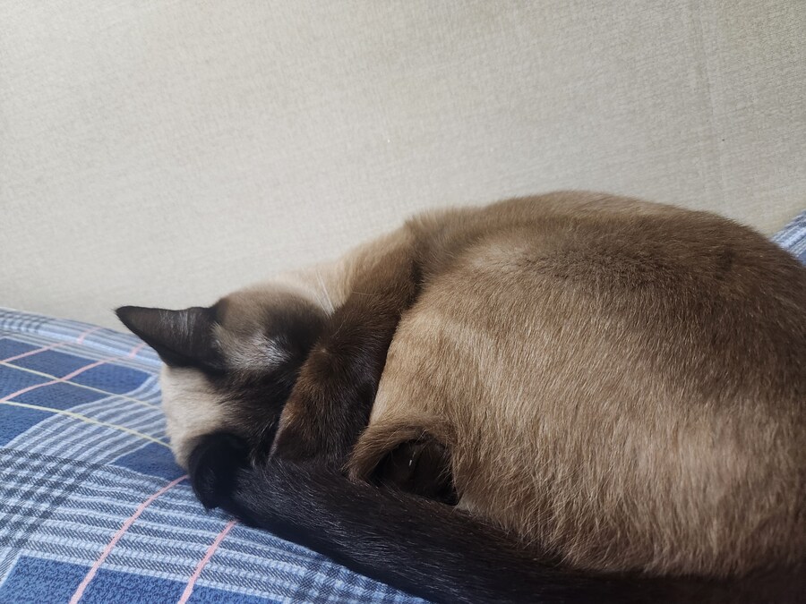 뭔가 자는 모습이 짠했던 아깽이는..._3.jpg